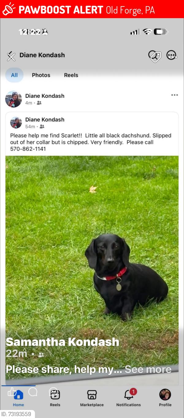 Lost Female Dog last seen W Grace St and Clark, Old Forge, PA 18518