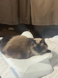 Reunited Female Cat last seen Meadow and Second, Park and Davenport, Palo Alto, CA 94306