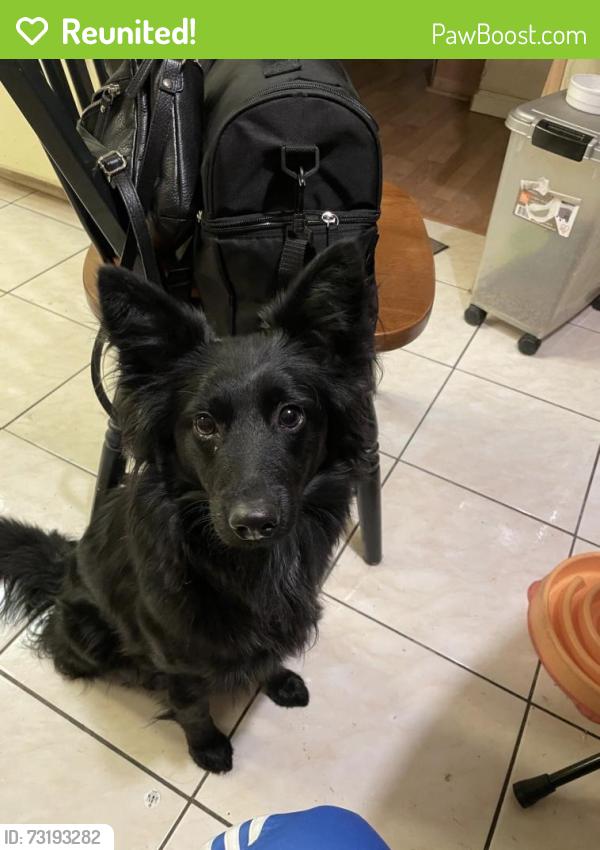 Reunited Female Dog last seen Stonecreek Dr & Pebblewood Dr, Sacramento, CA 95833