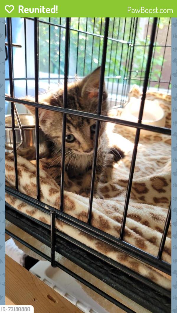 Reunited Unknown Cat last seen Elm Ave, Grunthal, MB R0A 0R0