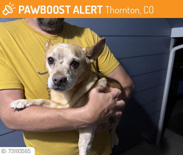Found/Stray Male Dog last seen 128th, Thornton, CO 80241