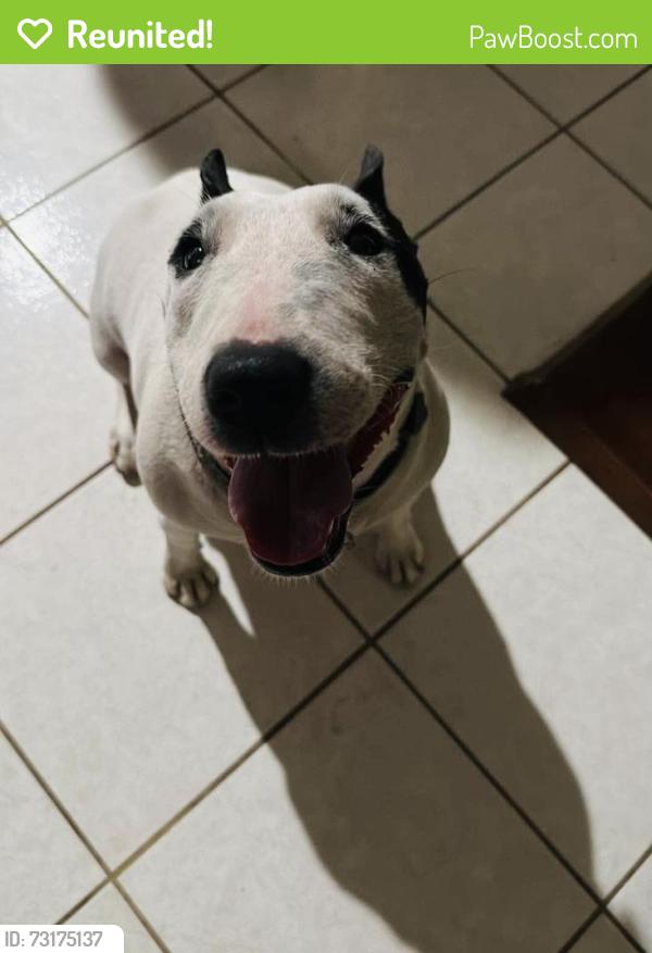 Reunited Female Dog last seen Cook st, Dairy Ashford, Houston, TX 77099