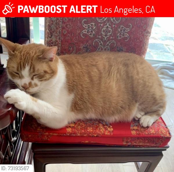 Lost Male Cat last seen Near Calvert st Woodland Hills, Los Angeles, CA 91367
