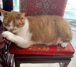 Lost Male Cat last seen Near Calvert st Woodland Hills, Los Angeles, CA 91367