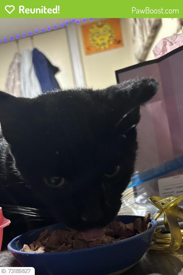 Reunited Male Cat last seen 13th N ash area, Wichita, KS 67214