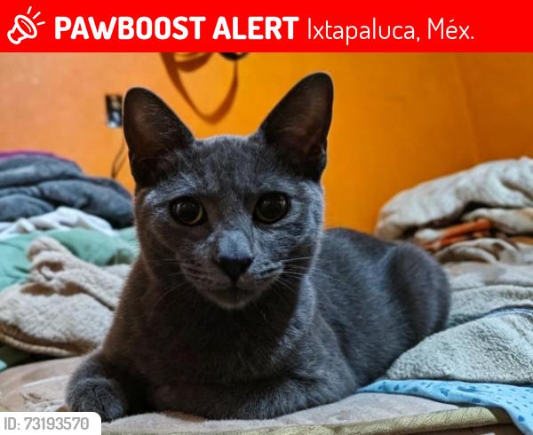 Lost Male Cat last seen Chabacano, Ixtapaluca, Méx. 56567