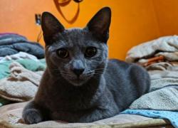 Lost Male Cat last seen Chabacano, Ixtapaluca, Méx. 56567