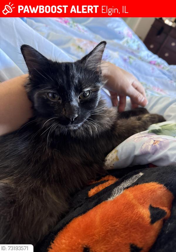 Lost Female Cat last seen At the hse, Elgin, IL 60124