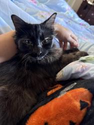 Lost Female Cat last seen At the hse, Elgin, IL 60124