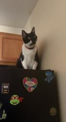 Lost Female Cat last seen Mountain Vista St and Ramrod, Henderson, NV 89014