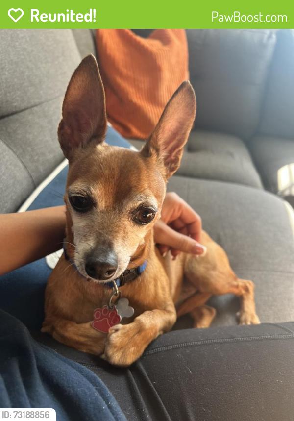 Reunited Male Dog last seen 14th & Cedar St, Santa Monica, CA 90405