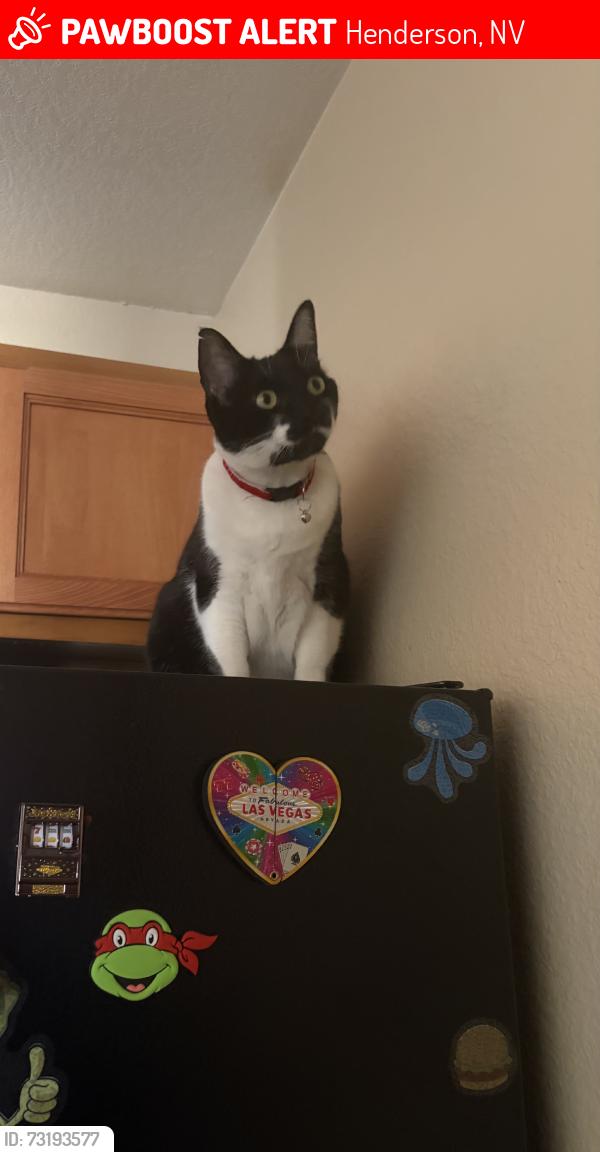 Lost Female Cat last seen Mountain Vista St and Ramrod, Henderson, NV 89014