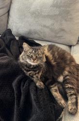 Lost Male Cat last seen Near NW. 23rd St., Yukon, OK 73099, Yukon, OK 73099