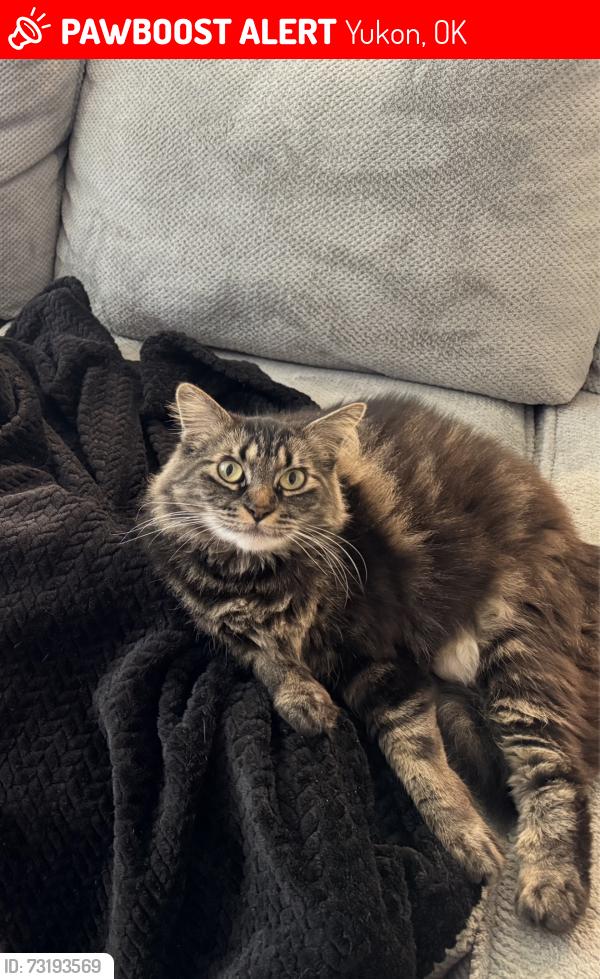 Lost Male Cat last seen Near NW. 23rd St., Yukon, OK 73099, Yukon, OK 73099