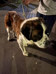 Reunited Male Dog last seen Main and Jefferson, Los Angeles, CA 90011