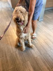 Reunited Male Dog last seen Publix Supermarket., Jacksonville, FL 32205