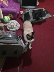 Reunited Male Cat last seen At home, on Shakespeare St., San Francisco CA, San Francisco, CA 94112