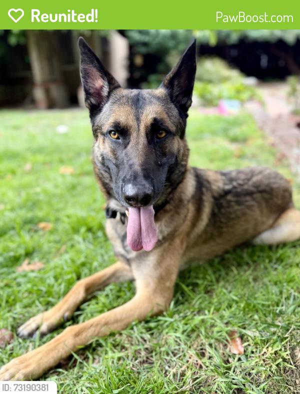 Reunited Male Dog last seen 68th and Bancroft, Oakland, CA 94605