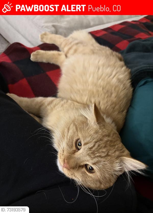 Lost Male Cat last seen Sundance Ct, Pueblo, CO 81008