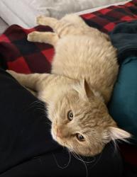 Lost Male Cat last seen Sundance Ct, Pueblo, CO 81008