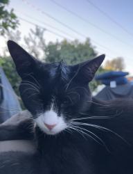 Lost Male Cat last seen Madison &victoria st, San Bernardino, CA 92411