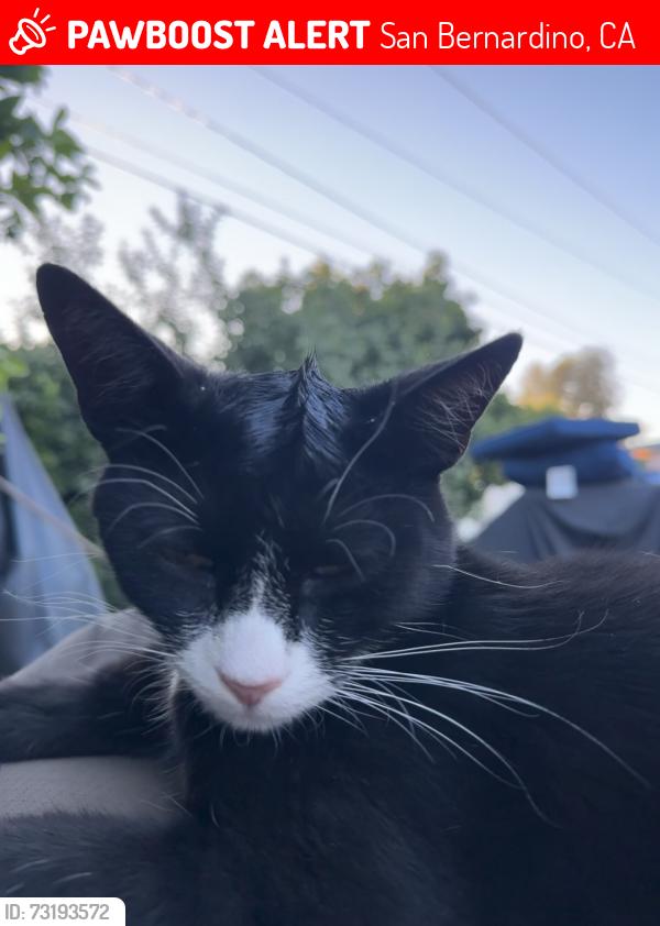 Lost Male Cat last seen Madison &victoria st, San Bernardino, CA 92411