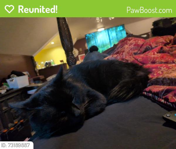 Reunited Male Cat last seen Main and Linwood, Kansas City, MO 64111