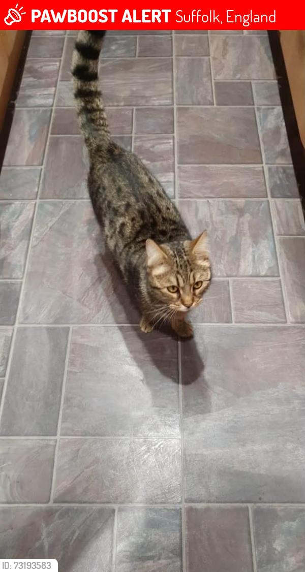 Lost Male Cat last seen Phoenix Road, Suffolk, England 