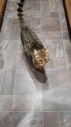 Lost Male Cat last seen Phoenix Road, Suffolk, England 