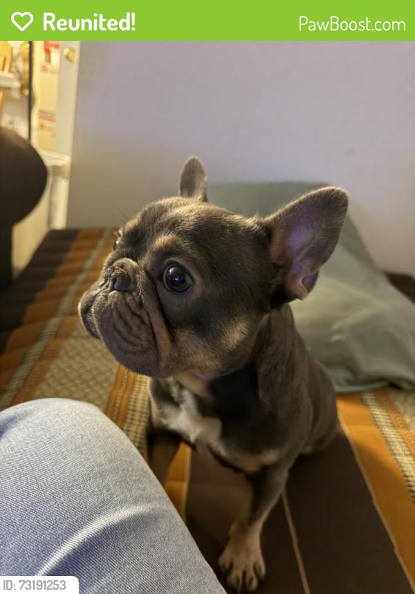 Reunited Female Dog last seen Waterhill Ln, Fort Worth, TX 76179, USA, Fort Worth, TX 76179