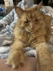 Reunited Male Cat last seen Harris Hill and I-90, Bowmansville, NY 14026