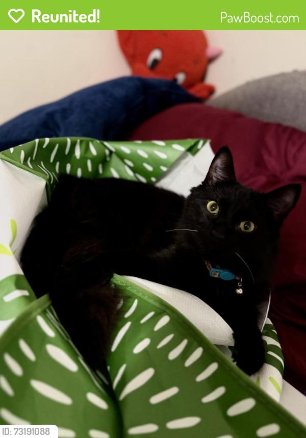 Reunited Female Cat last seen On walnut and Whittier, La Habra, CA 90631