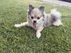 Found/Stray Female Dog last seen Amherst St, Sacramento, CA 95832