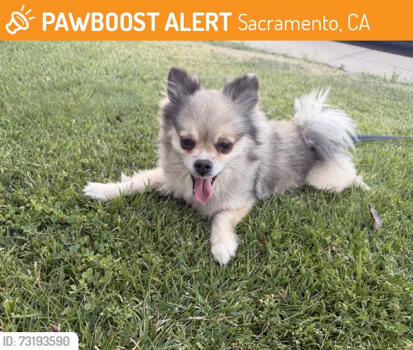 Found/Stray Female Dog last seen Amherst St, Sacramento, CA 95832
