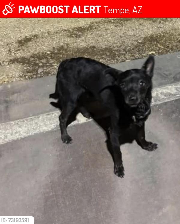Lost Male Dog last seen Tempe Town Lake, Tempe, AZ 85288
