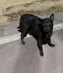Lost Male Dog last seen Tempe Town Lake, Tempe, AZ 85288