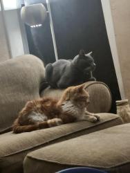 Lost Male Cat last seen Near w 740 south salt lake city 84104, Salt Lake City, UT 84104