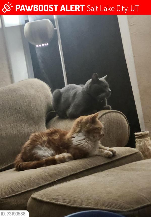 Lost Male Cat last seen Near w 740 south salt lake city 84104, Salt Lake City, UT 84104