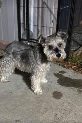 Reunited Unknown Dog last seen Walnut, CA, USA, Walnut, CA 91789