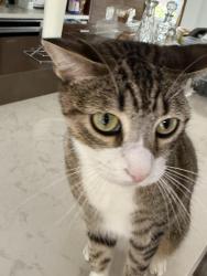 Lost Male Cat last seen Califia Neighborhood, Mission Viejo, CA 92692