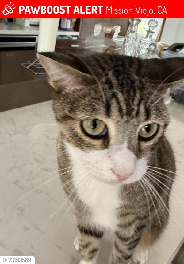 Lost Male Cat last seen Califia Neighborhood, Mission Viejo, CA 92692
