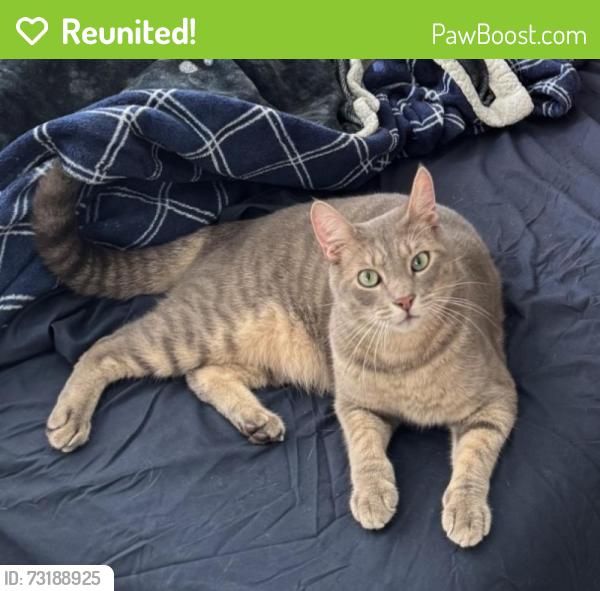 Reunited Male Cat last seen On stone street, New Brunswick, NJ 08901