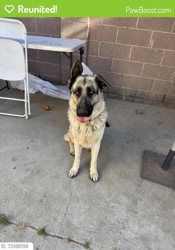 Reunited Female Dog last seen Atlantic, East Compton, CA 90221