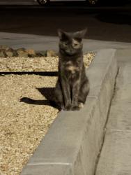 Found/Stray Unknown Cat last seen Cobalt, Victorville, CA 92394