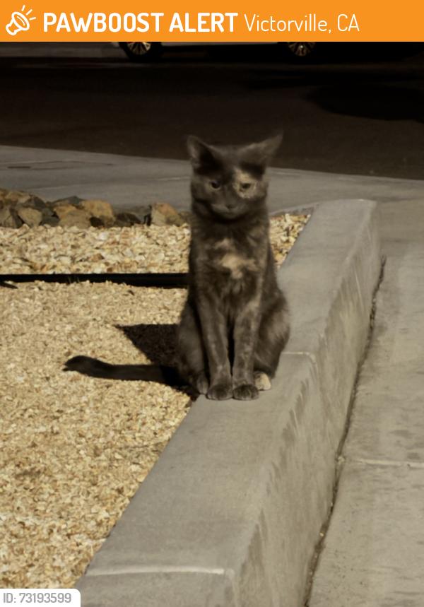 Found/Stray Unknown Cat last seen Cobalt, Victorville, CA 92394