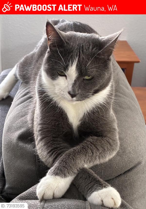 Lost Male Cat last seen 145th St NW, Wauna, WA 98329