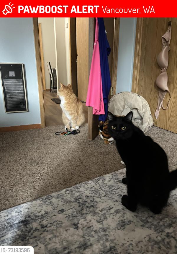 Found/Stray Male Cat last seen Mill Plain/ReserveSt/Evergreen Blvd, Vancouver, WA 98661