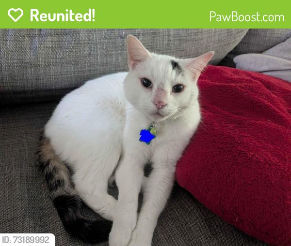 Reunited Male Cat last seen Near Pierce Street, Hollywood, Florida, Hollywood, FL 33020