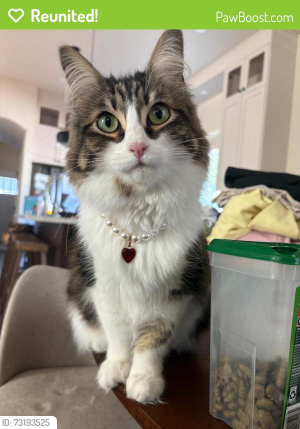 Reunited Female Cat last seen Haven and Estudillo, Martinez, CA 94553
