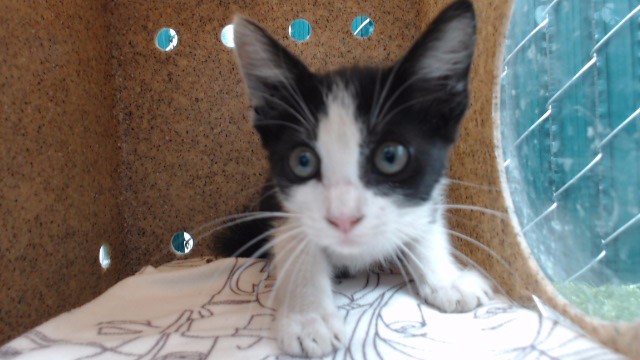 Shelter Stray Unknown Cat last seen , 11258 Garfield Ave, Downey, CA 90242, USA